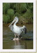 DSC_4201 Pelican * 356 x 534 * (158KB)